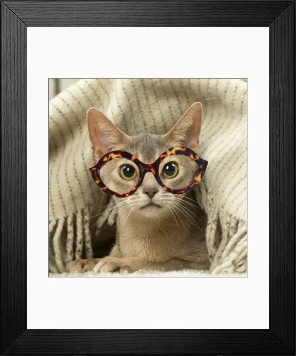 Framed Print : 13132294. Abyssinian kitten indoors wearing glasses Date Framed Print : 13132294. Abyssinian kitten indoors wearing glasses Date