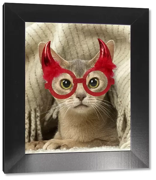 13132295. Abyssinian kitten indoors wearing red Halloween devil horn glasses Date