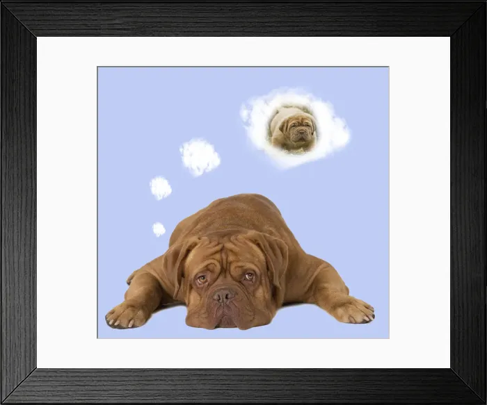 Framed Print : 13132297. Dog - Dogue de Bordeaux thinking of a puppy Date Framed Print : 13132297. Dog - Dogue de Bordeaux thinking of a puppy Date