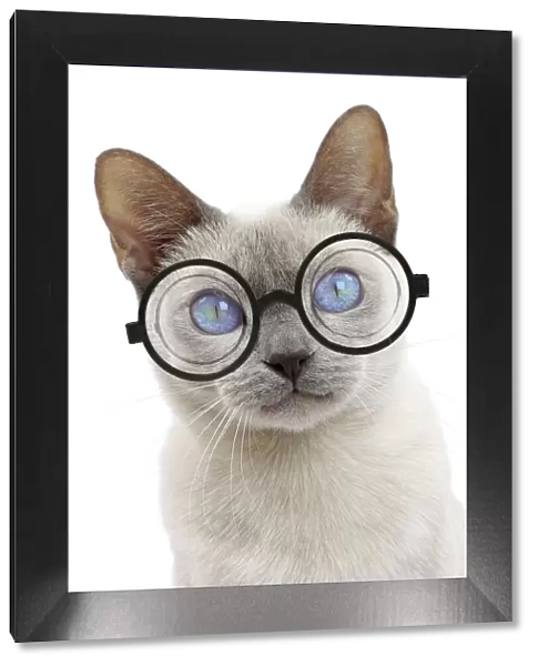 13132300. Cat - Tonkinese wearing glasses Date