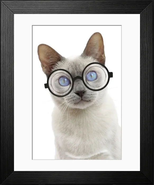 Framed Print : 13132300. Cat - Tonkinese wearing glasses Date Framed Print : 13132300. Cat - Tonkinese wearing glasses Date