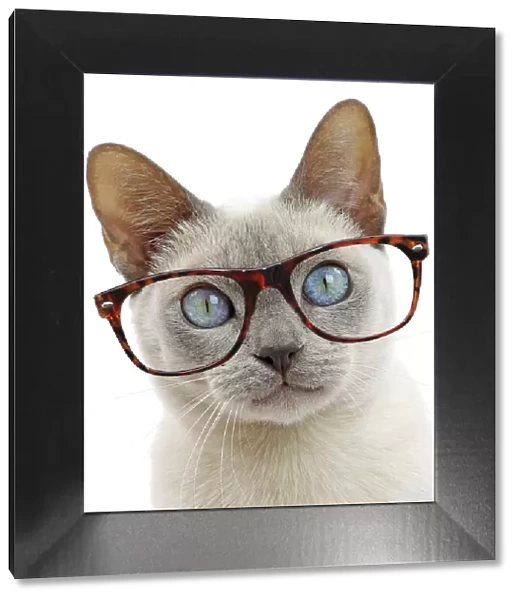 13132299. Cat - Tonkinese wearing glasses Date