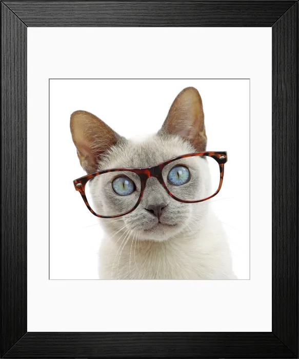 Framed Print : 13132299. Cat - Tonkinese wearing glasses Date Framed Print : 13132299. Cat - Tonkinese wearing glasses Date