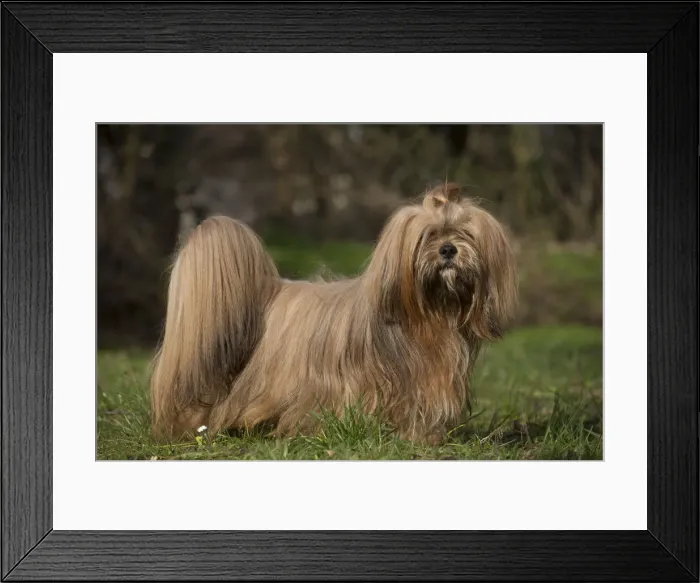 Framed Print : 13132302. Lhasa Apso dog outdoors in the garden Date Framed Print : 13132302. Lhasa Apso dog outdoors in the garden Date