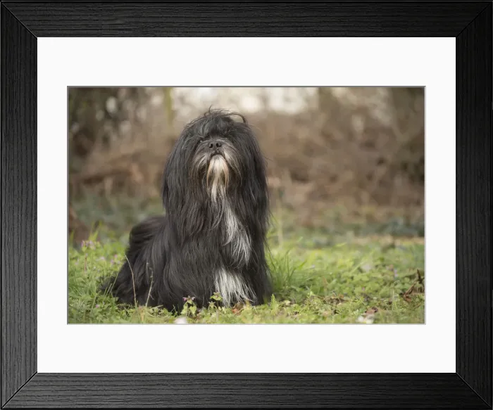 Framed Print : 13132303. Lhasa Apso dog outdoors in the garden Date Framed Print : 13132303. Lhasa Apso dog outdoors in the garden Date