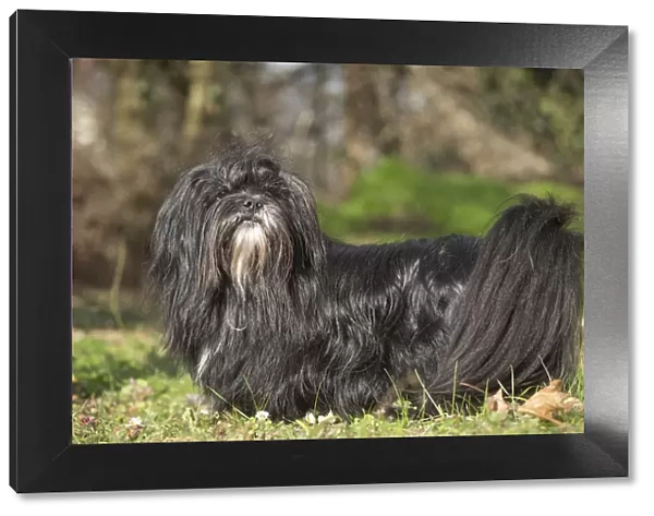 13132304. Lhasa Apso dog outdoors in the garden Date
