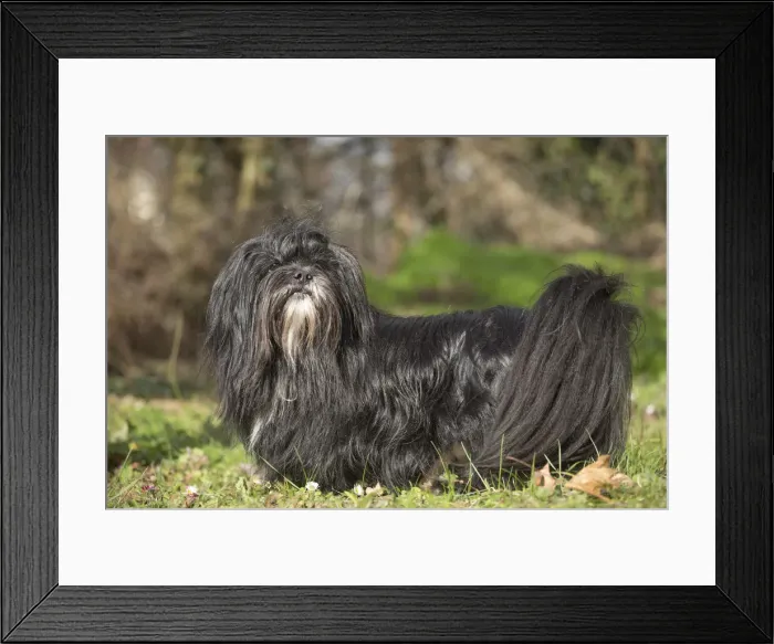 Framed Print : 13132304. Lhasa Apso dog outdoors in the garden Date Framed Print : 13132304. Lhasa Apso dog outdoors in the garden Date