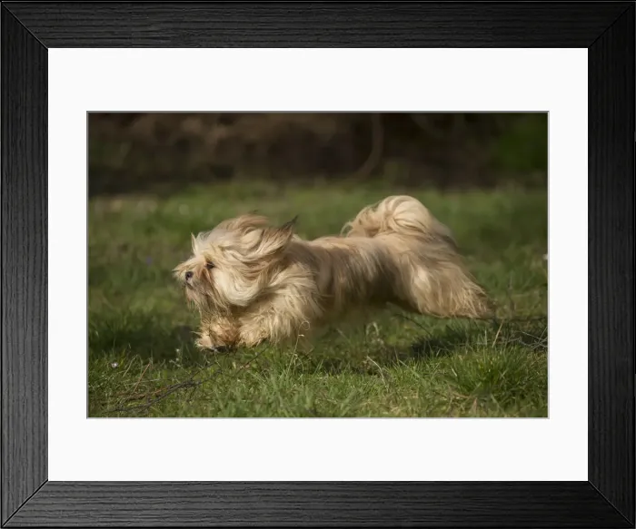 Framed Print : 13132305. Lhasa Apso dog outdoors running in the garden Date Framed Print : 13132305. Lhasa Apso dog outdoors running in the garden Date