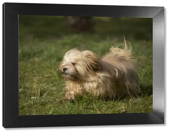 13132306. Lhasa Apso dog outdoors running in the garden Date