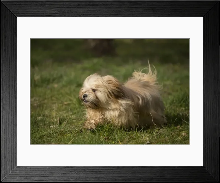 Framed Print : 13132306. Lhasa Apso dog outdoors running in the garden Date Framed Print : 13132306. Lhasa Apso dog outdoors running in the garden Date