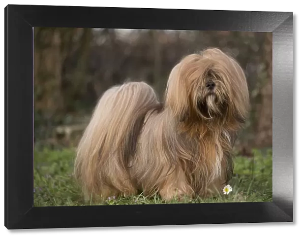 13132307. Lhasa Apso dog outdoors in the garden Date