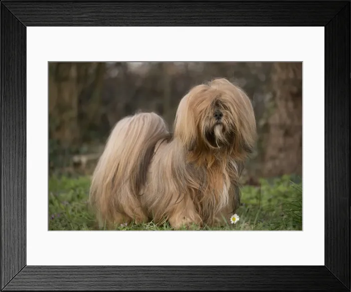 Framed Print : 13132307. Lhasa Apso dog outdoors in the garden Date Framed Print : 13132307. Lhasa Apso dog outdoors in the garden Date