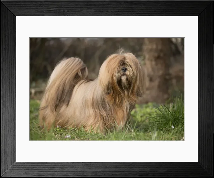 Framed Print : 13132308. Lhasa Apso dog outdoors in the garden Date Framed Print : 13132308. Lhasa Apso dog outdoors in the garden Date