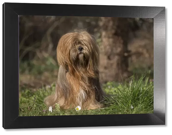 13132309. Lhasa Apso dog outdoors in the garden Date