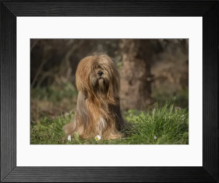 Framed Print : 13132309. Lhasa Apso dog outdoors in the garden Date Framed Print : 13132309. Lhasa Apso dog outdoors in the garden Date
