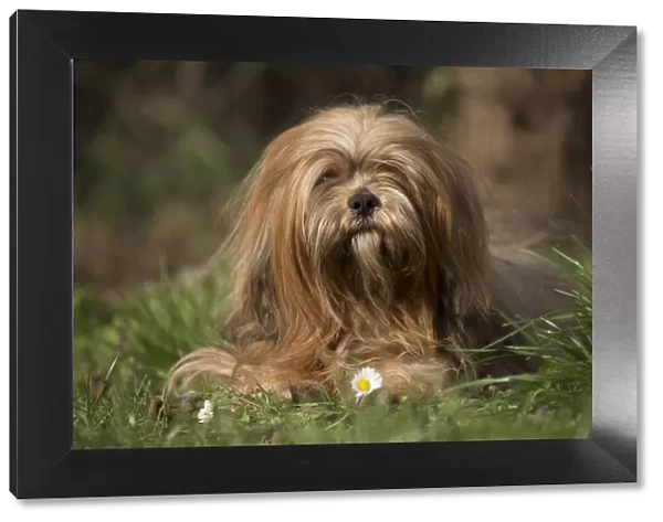13132310. Lhasa Apso dog outdoors in the garden Date