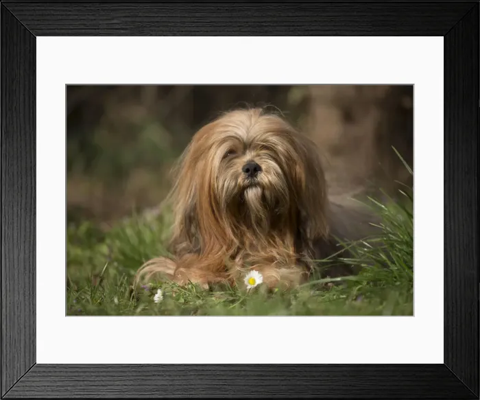 Framed Print : 13132310. Lhasa Apso dog outdoors in the garden Date Framed Print : 13132310. Lhasa Apso dog outdoors in the garden Date