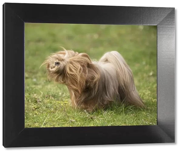 13132311. Lhasa Apso dog shaking itself in the garden Date