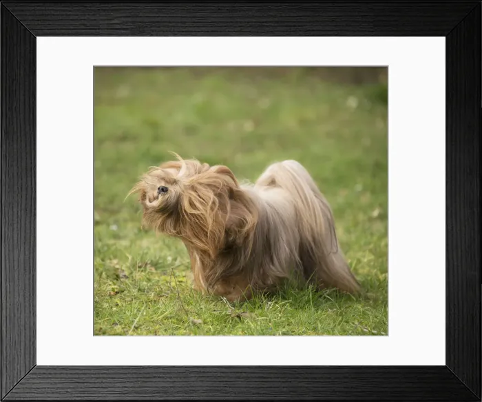 Framed Print : 13132311. Lhasa Apso dog shaking itself in the garden Date Framed Print : 13132311. Lhasa Apso dog shaking itself in the garden Date