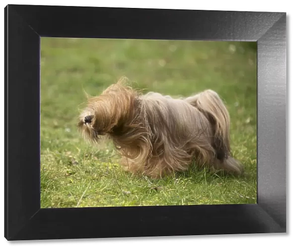13132312. Lhasa Apso dog shaking itself in the garden Date