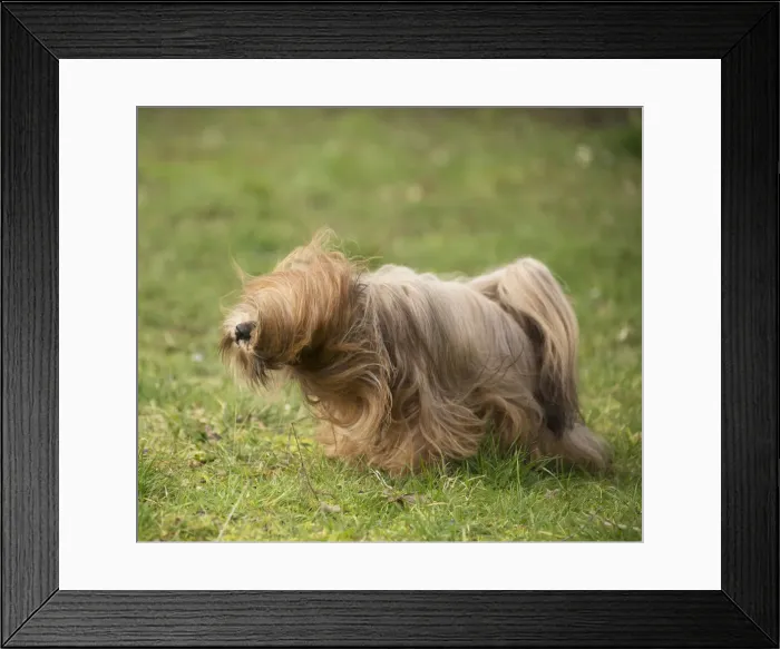 Framed Print : 13132312. Lhasa Apso dog shaking itself in the garden Date Framed Print : 13132312. Lhasa Apso dog shaking itself in the garden Date