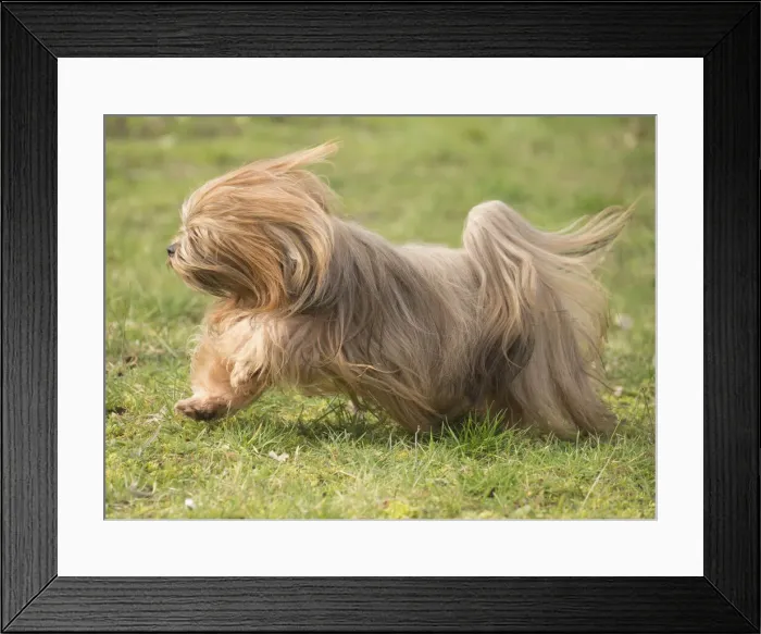 Framed Print : 13132313. Lhasa Apso dog outdoors running in the garden Date Framed Print : 13132313. Lhasa Apso dog outdoors running in the garden Date