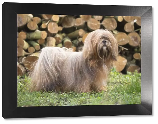 13132314. Lhasa Apso dog outdoors in the garden Date
