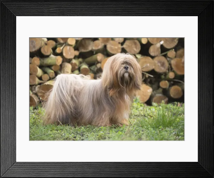 Framed Print : 13132314. Lhasa Apso dog outdoors in the garden Date Framed Print : 13132314. Lhasa Apso dog outdoors in the garden Date
