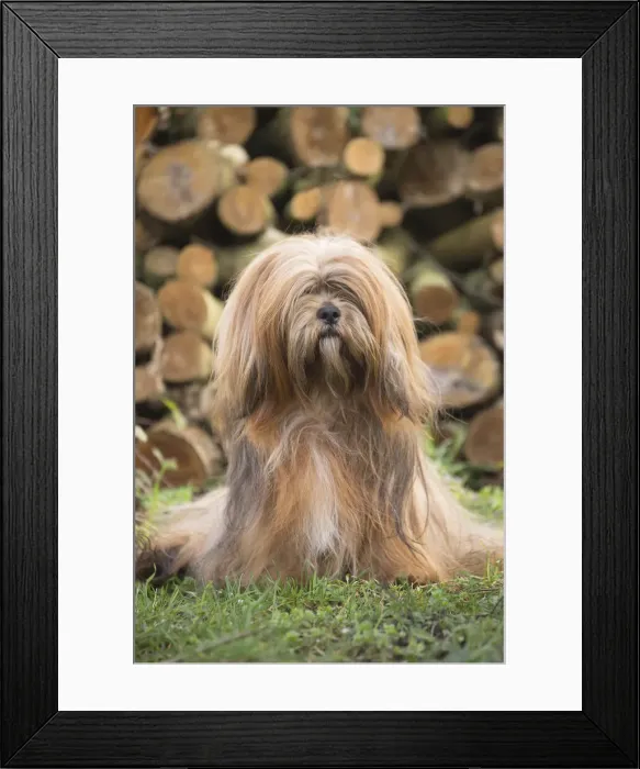 Framed Print : 13132315. Lhasa Apso dog outdoors in the garden Date Framed Print : 13132315. Lhasa Apso dog outdoors in the garden Date