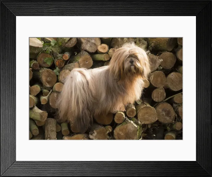 Framed Print : 13132316. Lhasa Apso dog outdoors in the garden Date Framed Print : 13132316. Lhasa Apso dog outdoors in the garden Date