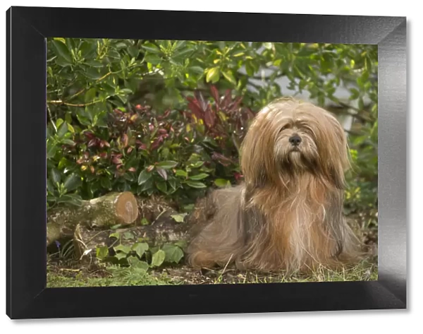 13132317. Lhasa Apso dog outdoors in the garden Date