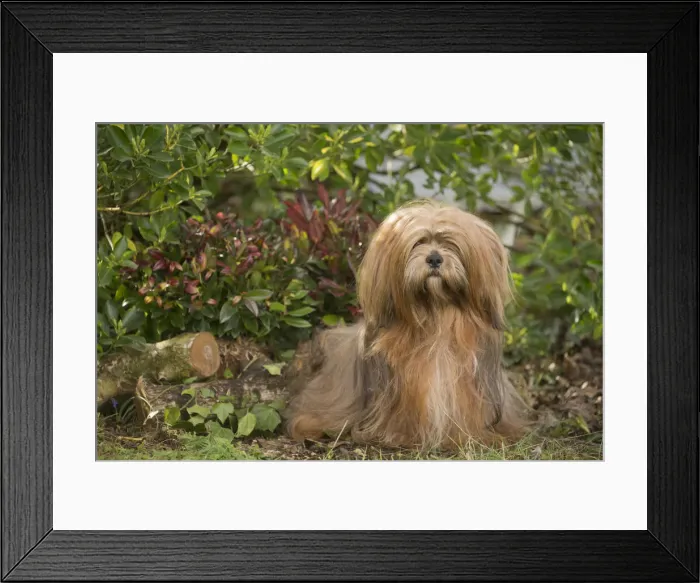 Framed Print : 13132317. Lhasa Apso dog outdoors in the garden Date Framed Print : 13132317. Lhasa Apso dog outdoors in the garden Date