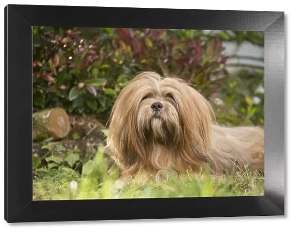 13132318. Lhasa Apso dog outdoors in the garden Date
