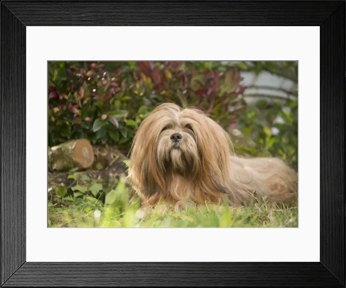 Framed Print : 13132318. Lhasa Apso dog outdoors in the garden Date Framed Print : 13132318. Lhasa Apso dog outdoors in the garden Date