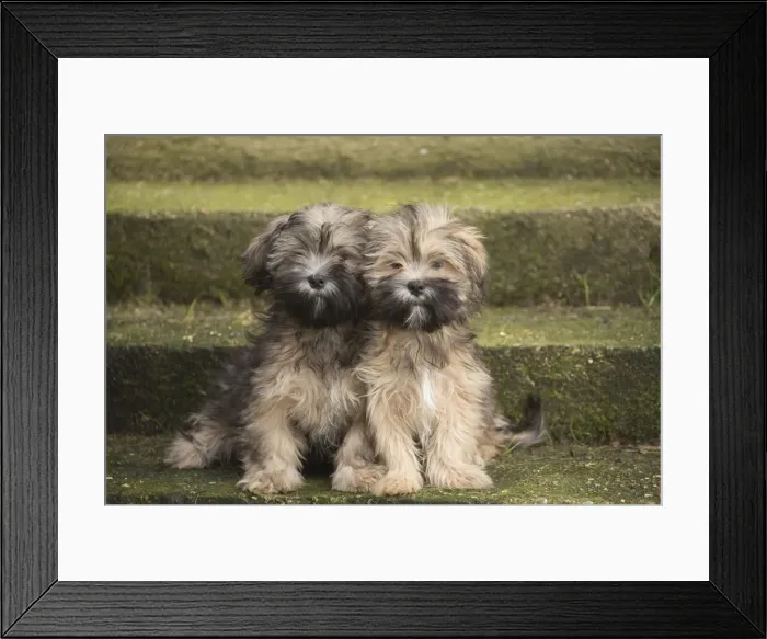 Framed Print : 13132319. Lhasa Apso puppies sitting on steps Date Framed Print : 13132319. Lhasa Apso puppies sitting on steps Date