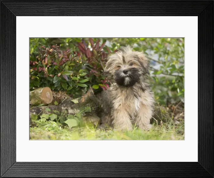 Framed Print : 13132320. Lhasa Apso puppy in the garden Date Framed Print : 13132320. Lhasa Apso puppy in the garden Date
