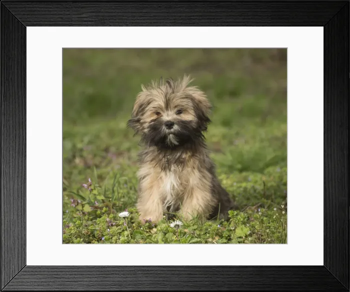 Framed Print : 13132321. Lhasa Apso puppy in the garden Date Framed Print : 13132321. Lhasa Apso puppy in the garden Date