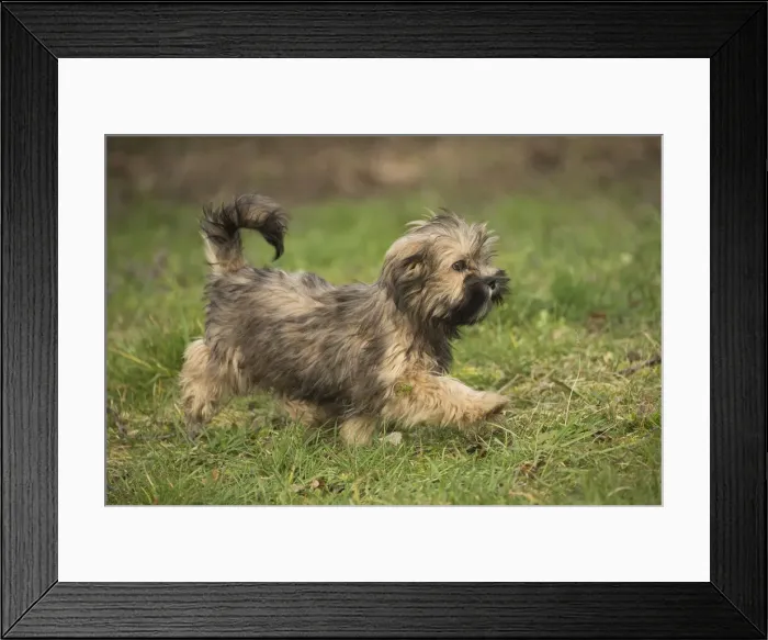 Framed Print : 13132322. Lhasa Apso puppy in the garden Date Framed Print : 13132322. Lhasa Apso puppy in the garden Date