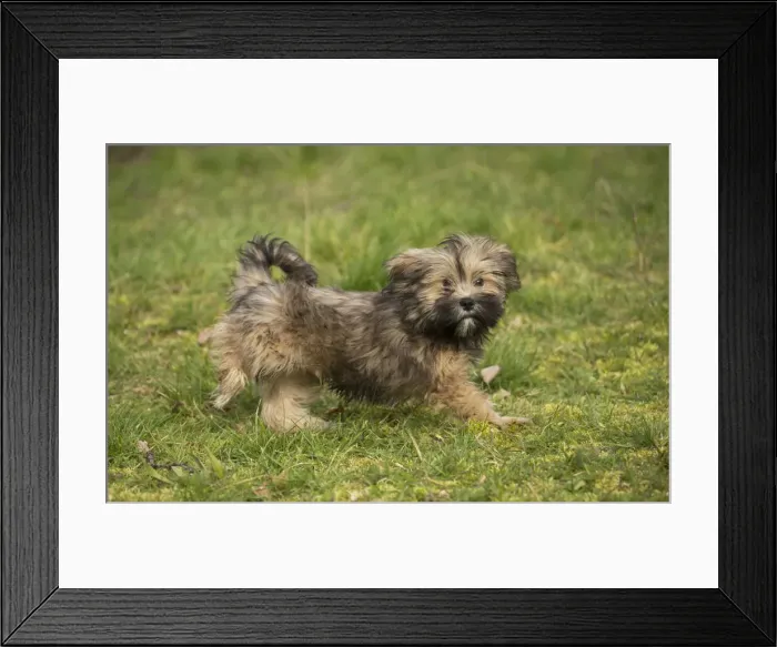 Framed Print : 13132323. Lhasa Apso puppy in the garden Date Framed Print : 13132323. Lhasa Apso puppy in the garden Date