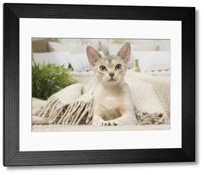 Framed Print : 13132324. Abyssinian cat indoors Date Framed Print : 13132324. Abyssinian cat indoors Date