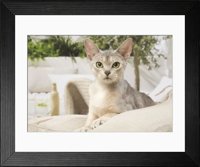 Framed Print : 13132326. Abyssinian cat indoors Date Framed Print : 13132326. Abyssinian cat indoors Date