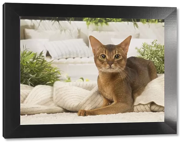 13132327. Abyssinian cat indoors Date