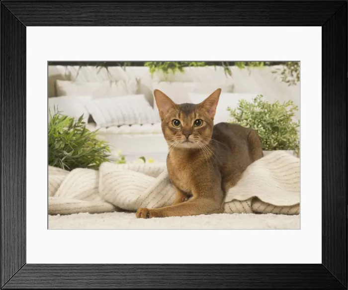 Framed Print : 13132327. Abyssinian cat indoors Date Framed Print : 13132327. Abyssinian cat indoors Date