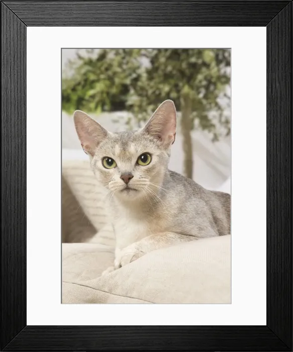 Framed Print : 13132325. Abyssinian cat indoors Date Framed Print : 13132325. Abyssinian cat indoors Date