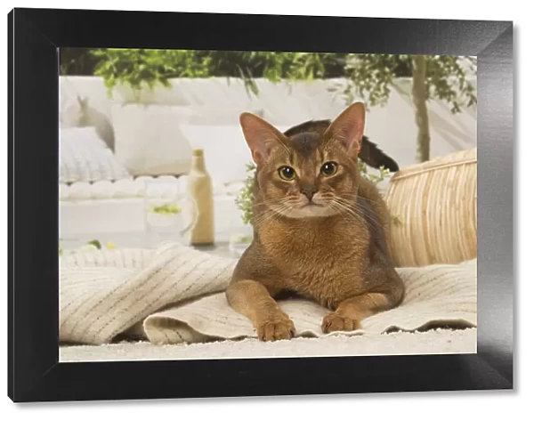 13132329. Abyssinian cat indoors Date