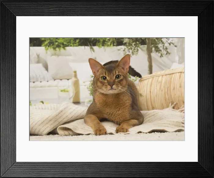 Framed Print : 13132329. Abyssinian cat indoors Date Framed Print : 13132329. Abyssinian cat indoors Date
