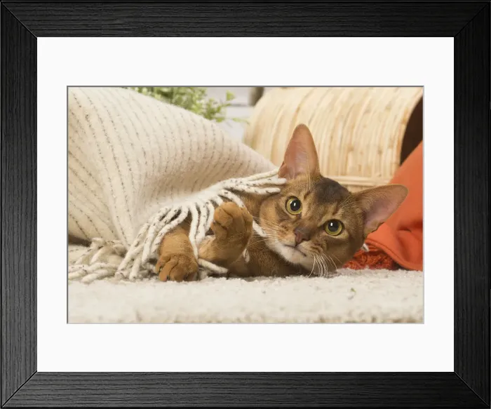 Framed Print : 13132330. Abyssinian cat indoors Date Framed Print : 13132330. Abyssinian cat indoors Date