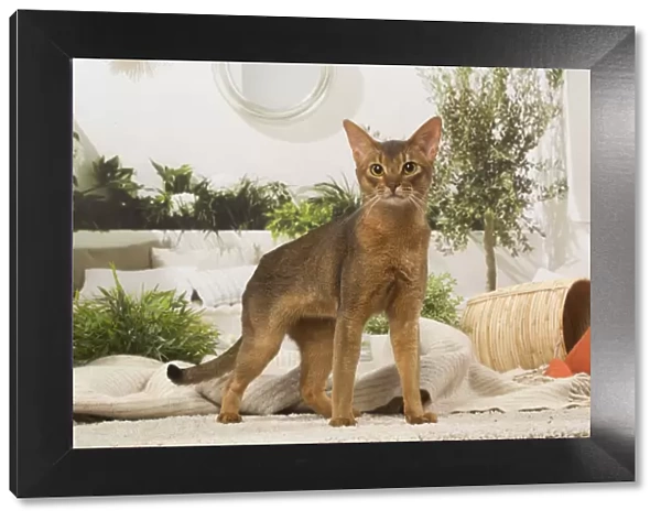 13132328. Abyssinian cat indoors Date