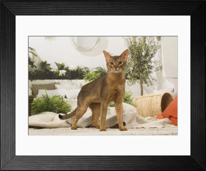 Framed Print : 13132328. Abyssinian cat indoors Date Framed Print : 13132328. Abyssinian cat indoors Date