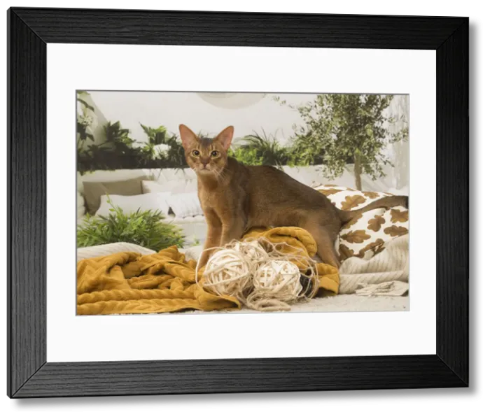 Framed Print : 13132331. Abyssinian cat indoors Date Framed Print : 13132331. Abyssinian cat indoors Date